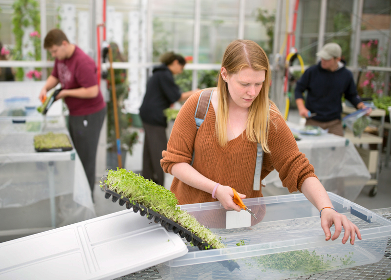 greenhouse photo