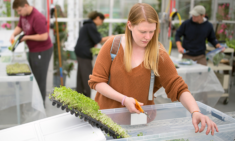 greenhouse photo