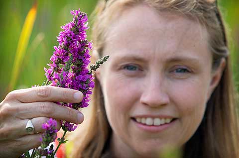 Photo of professor displaying purple loosestrife