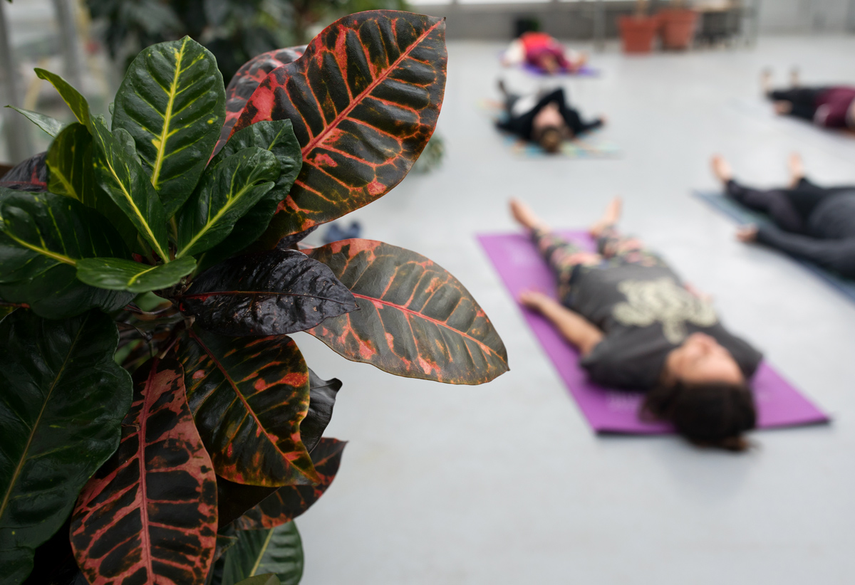 Yoga in the Greenhouse SUNY Potsdam