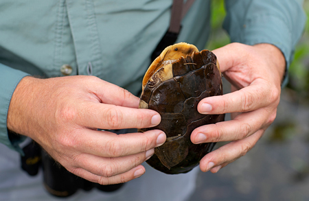 photo of turtle shell