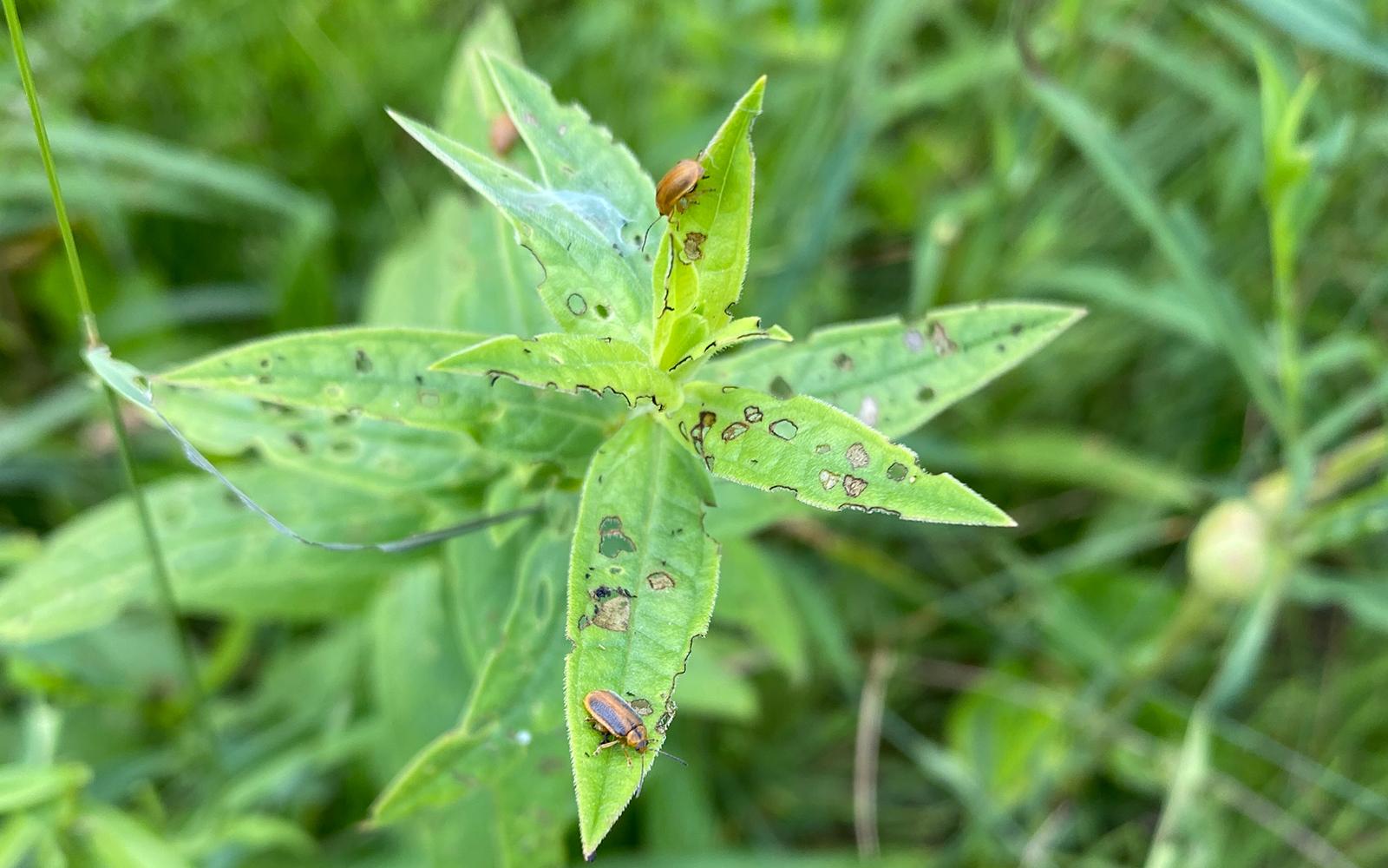 Getting Hands Around a Pretty-in-Purple Threat | SUNY Potsdam